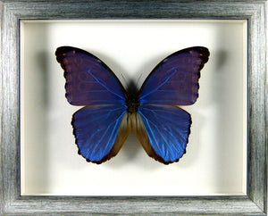 Papillon Morpho menelaus alexandrovna / Cadre bois plusieurs finitions
