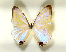 Charger l&#39;image dans la galerie, Papillon Morpho sulkowskyi nacré métallisé