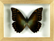 Charger l&#39;image dans la galerie, Papillon Morpho telemachus sp. / Cadre bois brut