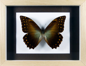 Papillon Morpho telemachus sp. / Cadre bois brut