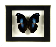 Charger l&#39;image dans la galerie, Papillon Napeocles jucunda naturalisé sous cadre noir ou blanc