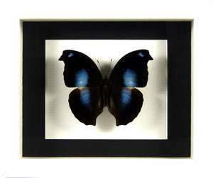 Papillon Napeocles jucunda naturalisé sous cadre noir ou blanc