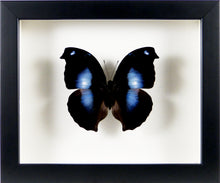 Charger l&#39;image dans la galerie, Papillon Napeocles jucunda naturalisé sous cadre noir ou blanc