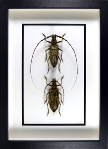 Longicornes géants Neocerambyx gigas (couple) / Cadre bois noir