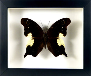 Papillon exotique Neorina lowii / Cadre noir