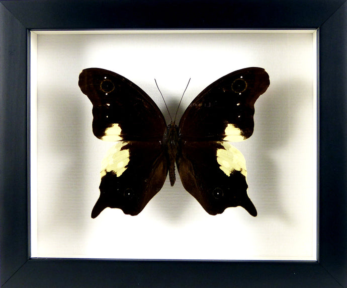 Papillon exotique Neorina lowii / Cadre noir