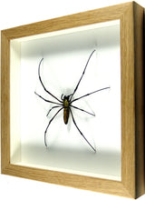 Charger l'image dans la galerie, Araignée géante Nephila maculata / Cadre plusieurs finitions