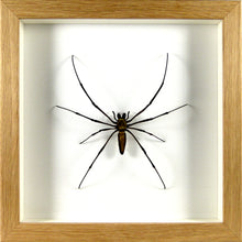 Charger l'image dans la galerie, Araignée géante Nephila maculata / Cadre plusieurs finitions