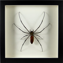 Charger l'image dans la galerie, Araignée géante Nephila maculata / Cadre plusieurs finitions