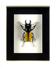 Charger l&#39;image dans la galerie, Lucane Odontolabis lacordairei (coléoptère) / Cadre noir