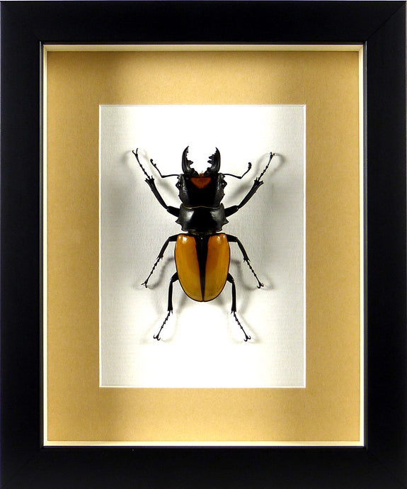 Lucane Odontolabis lacordairei (coléoptère) / Cadre noir