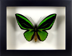 Papillon ailes d'oiseau Ornithoptera priamus poseidon / Cadre noir