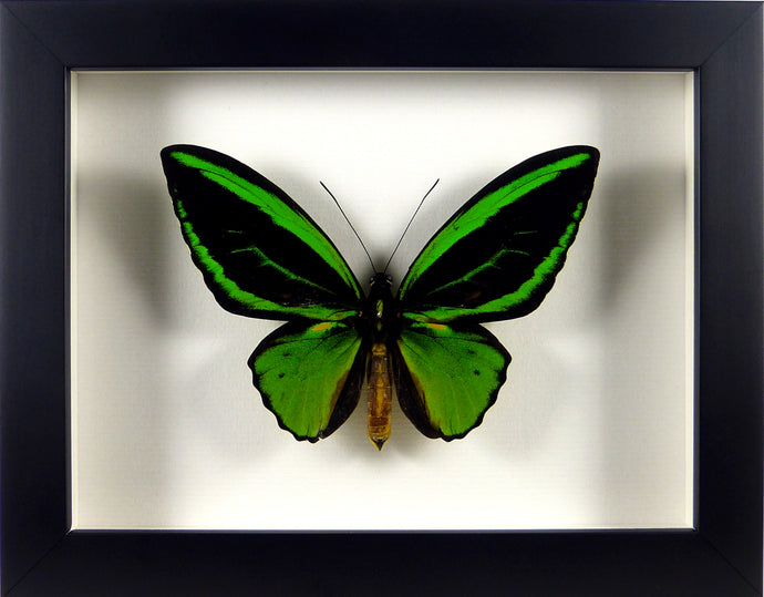 Papillon ailes d'oiseau Ornithoptera priamus poseidon / Cadre noir