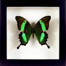 Charger l&#39;image dans la galerie, Papillon exotique Papilio palinurus / Cadre noir