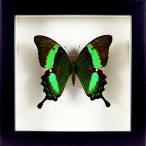 Papillon exotique Papilio palinurus / Cadre noir
