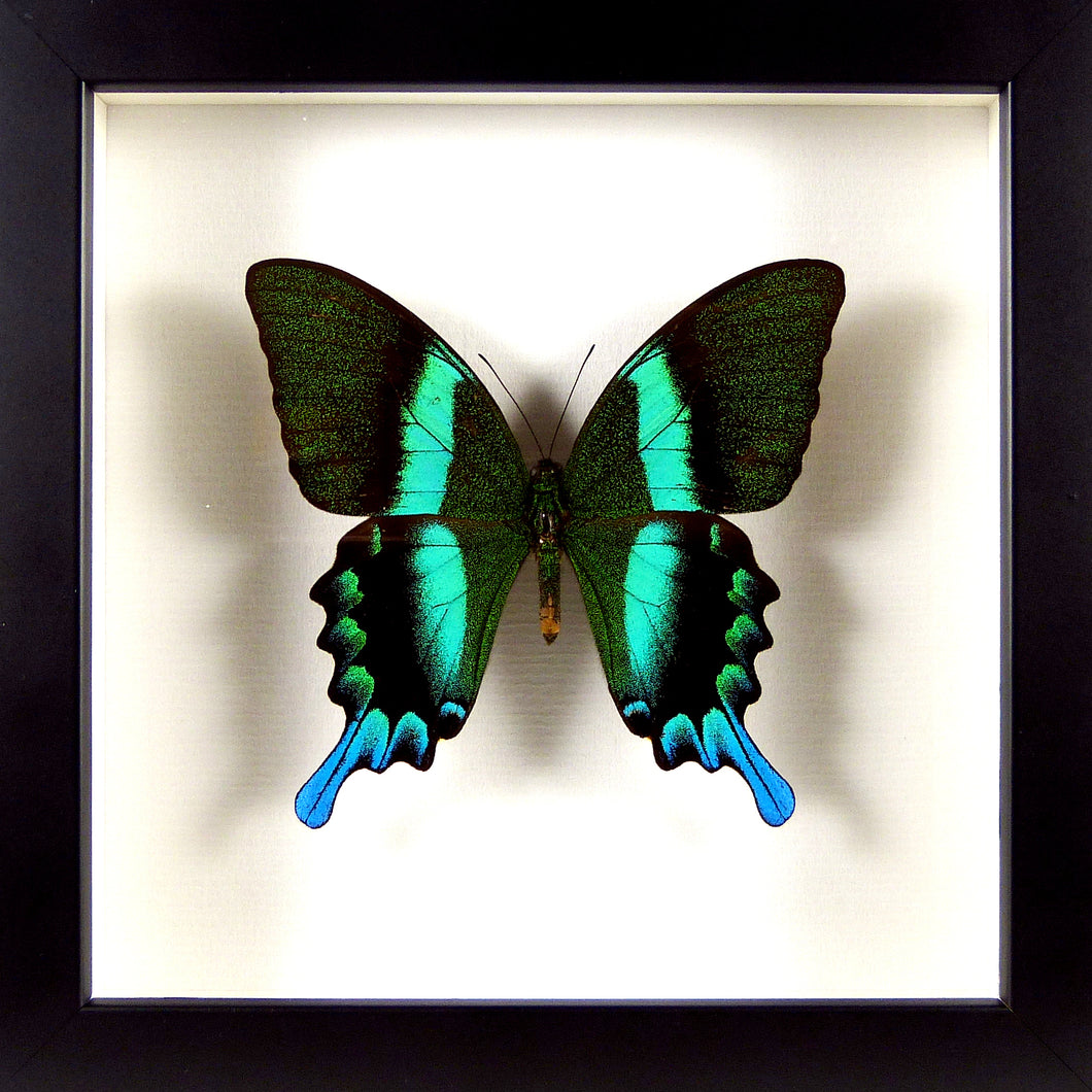 Papilio blumei naturalisé sous verre cadre entomologique