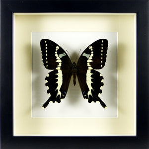 Papillon exotique Papilio delalandei / Cadre noir