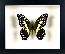 Charger l&#39;image dans la galerie, Papilio demodocus le Voilier des citronniers sous verre