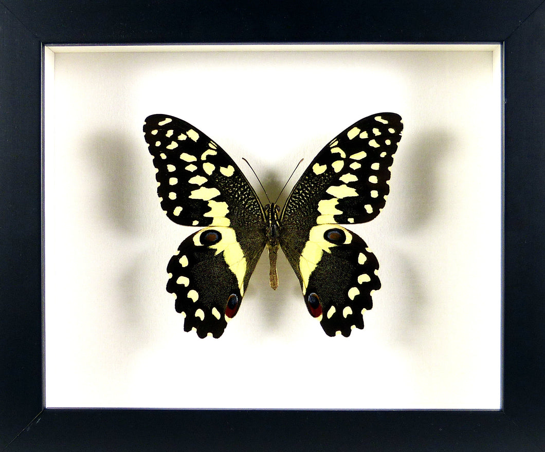Papilio demodocus le Voilier des citronniers sous verre