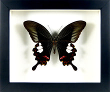 Charger l&#39;image dans la galerie, Papillon exotique Papilio helenus / Cadre noir