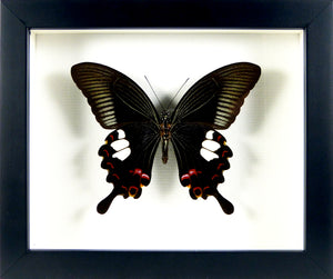 Papillon exotique Papilio helenus / Cadre noir