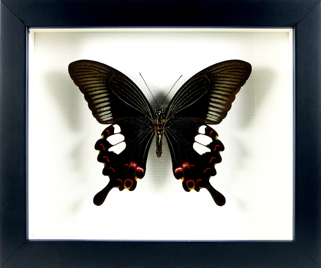 Papillon exotique Papilio helenus / Cadre noir