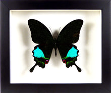 Charger l&#39;image dans la galerie, papillon naturalisé et encadré Papilio karna
