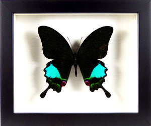 papillon naturalisé et encadré Papilio karna