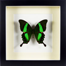 Charger l&#39;image dans la galerie, Papillon exotique Papilio palinurus / Cadre noir