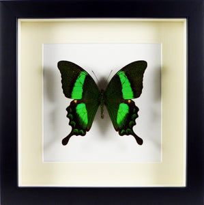 Papillon exotique Papilio palinurus / Cadre noir