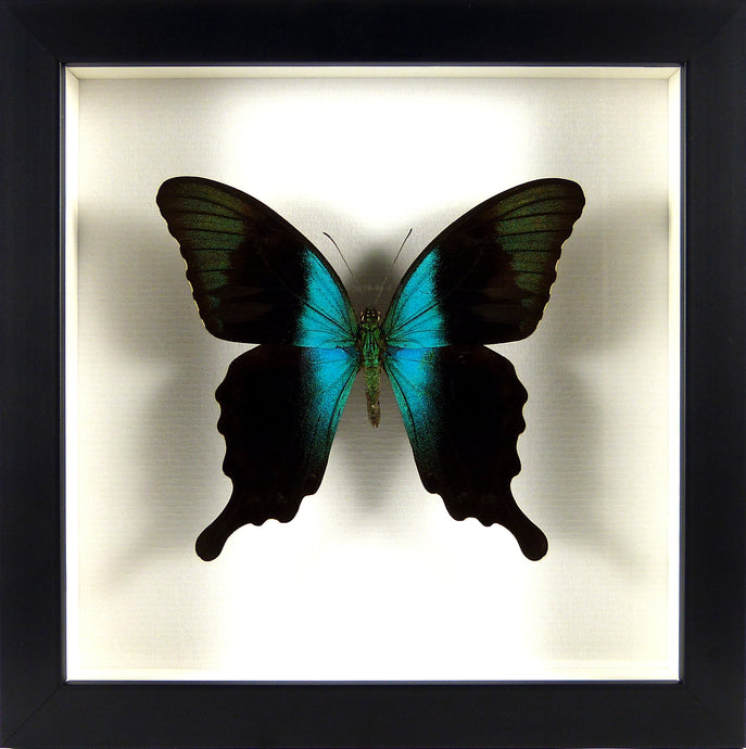Papillon exotique Papilio peranthus / Cadre noir
