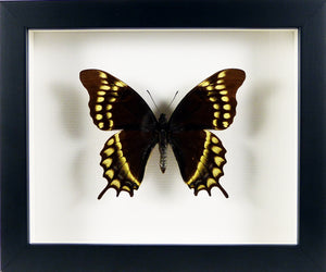 Papilio warscewiczi jelskii encadré. Lépidoptère monté sous cadre