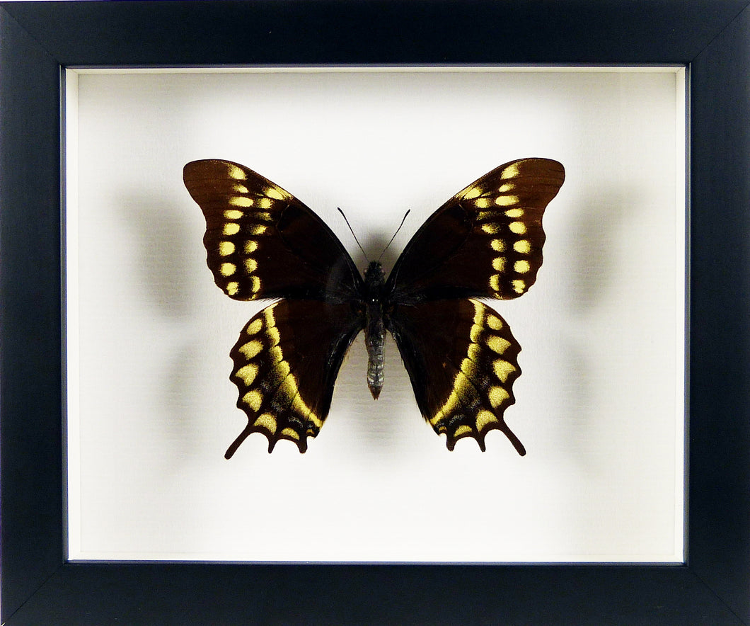 Papilio warscewiczi jelskii encadré. Lépidoptère monté sous cadre