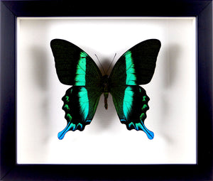 Papillon exotique Papilio blumei / Cadre noir diverses tailles