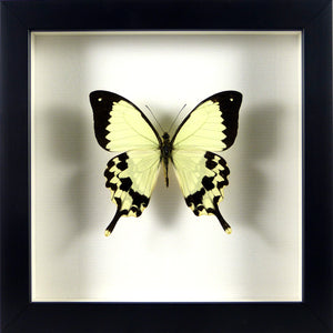 Papillon exotique Papilio dardanus / Cadre noir