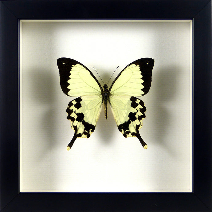 Papillon exotique Papilio dardanus / Cadre noir