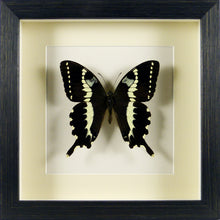 Charger l&#39;image dans la galerie, Papillon exotique Papilio delalandei / Cadre noir