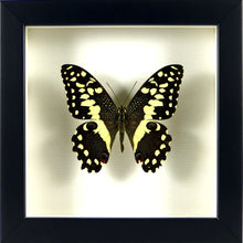 Charger l&#39;image dans la galerie, Papillon africain Papilio demodocus sous cadre noir 15x15cm