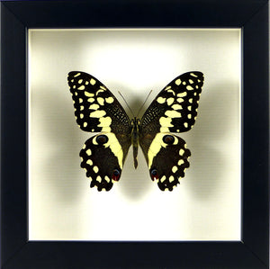 Papillon africain Papilio demodocus sous cadre noir 15x15cm
