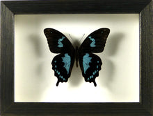 Charger l&#39;image dans la galerie, Papillon Papilio epiphorbas / Cadre diverses finitions