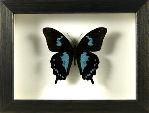 Papillon Papilio epiphorbas / Cadre diverses finitions