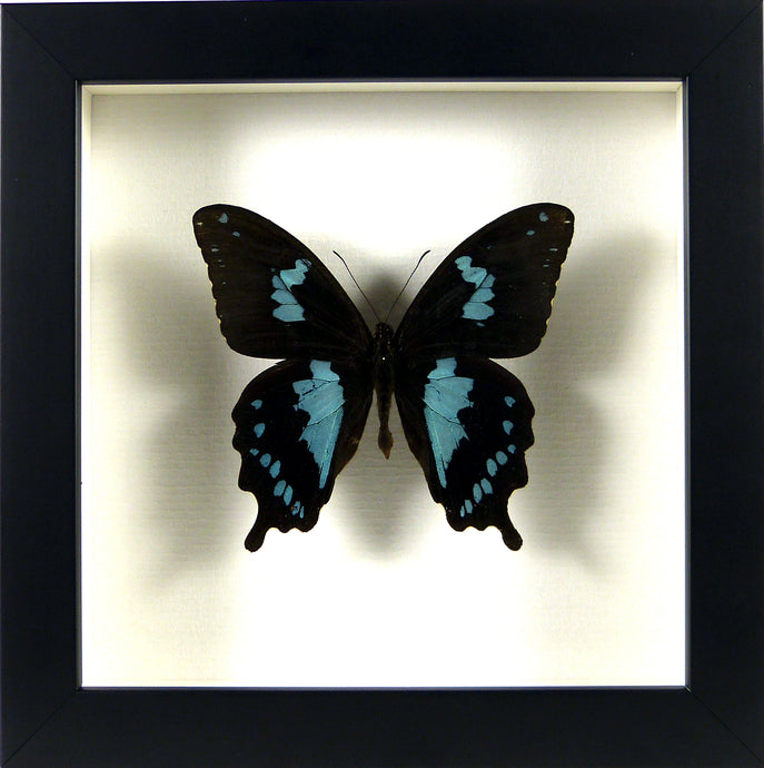 Papillon Papilio epiphorbas / Cadre noir
