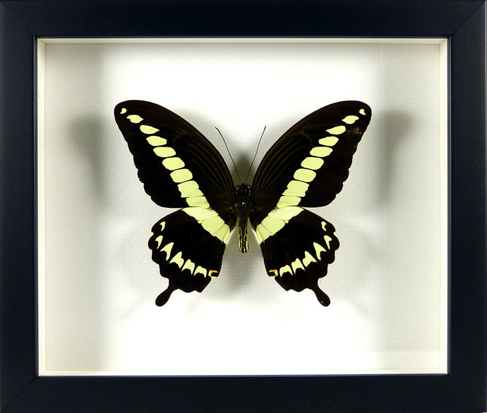 Papilio gigon cadre noir