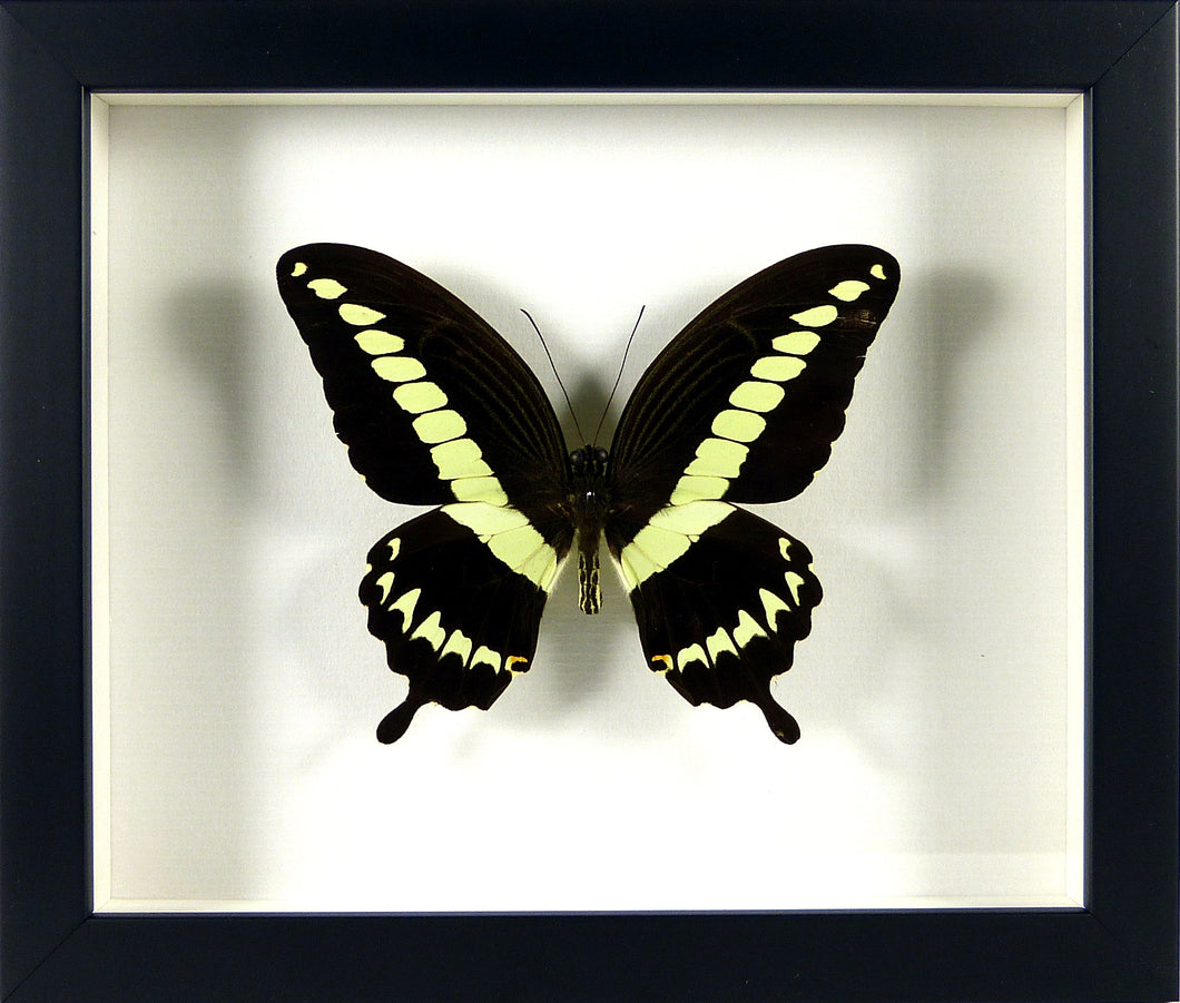Papilio gigon cadre noir