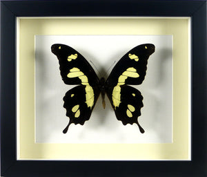 Papillon exotique Papilio hesperus / Cadre noir