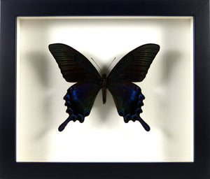 Papillon Papilio maackii / Cadre noir