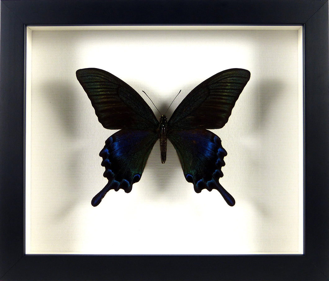 Papillon Papilio maackii / Cadre noir