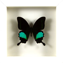 Charger l&#39;image dans la galerie, Papillon exotique Papilio paris / Cadre diverses finitions