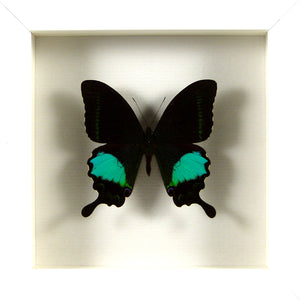 Papillon exotique Papilio paris / Cadre diverses finitions