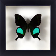 Charger l&#39;image dans la galerie, Papillon exotique Papilio paris / Cadre diverses finitions